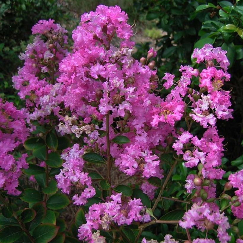 Árbol de Júpiter Jeanne Desmartis - Lagerstroemia indica (Floración)