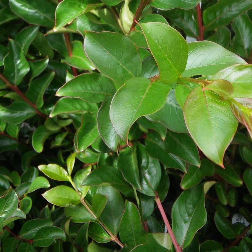 Árbol de Júpiter La Mousson - Lagerstroemia indica (Follaje)