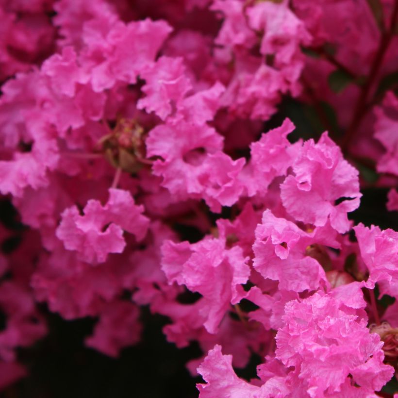 Árbol de Júpiter La Mousson - Lagerstroemia indica (Floración)