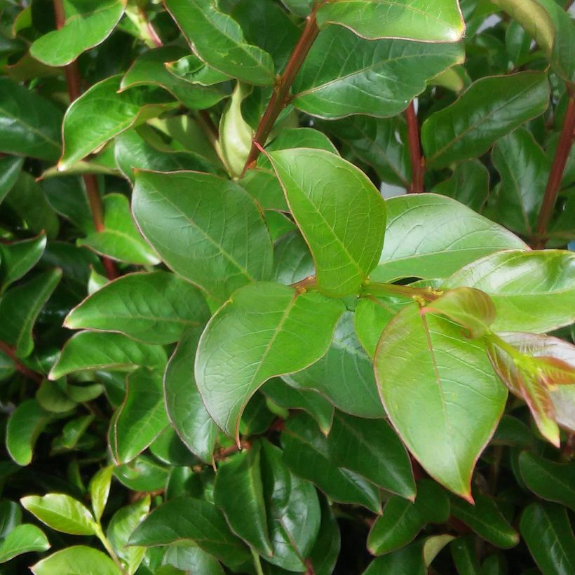 Árbol de Júpiter Margaux - Lagerstroemia indica (Follaje)