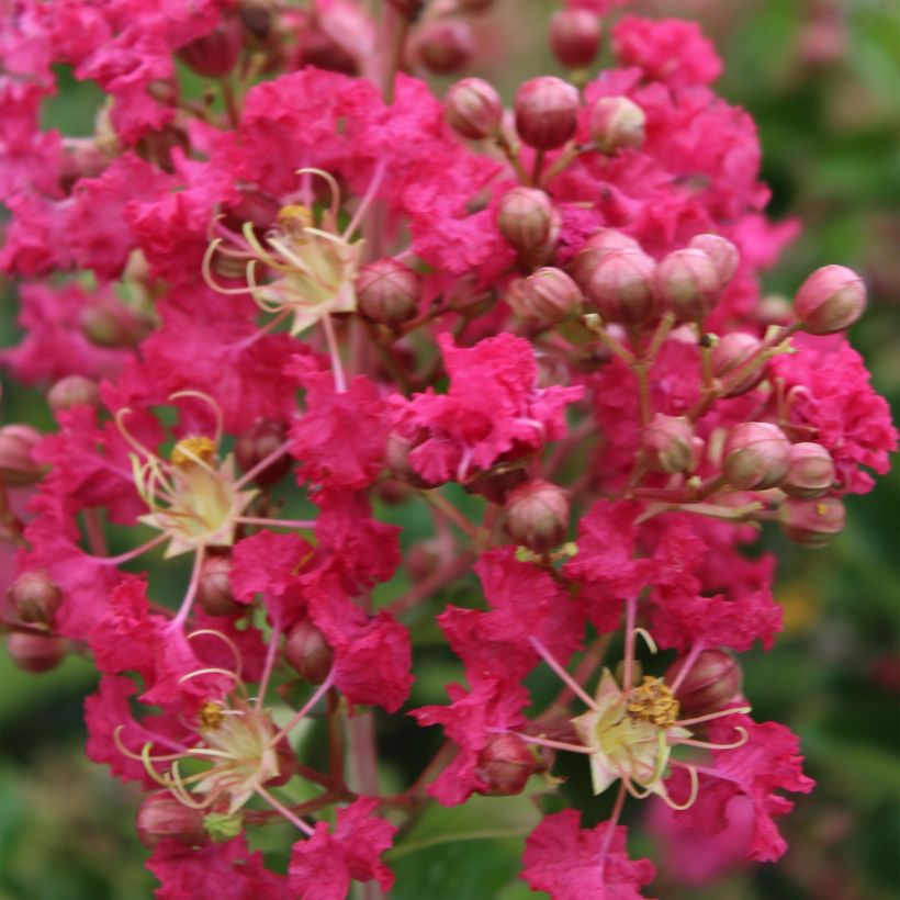 Árbol de Júpiter Margaux - Lagerstroemia indica (Floración)