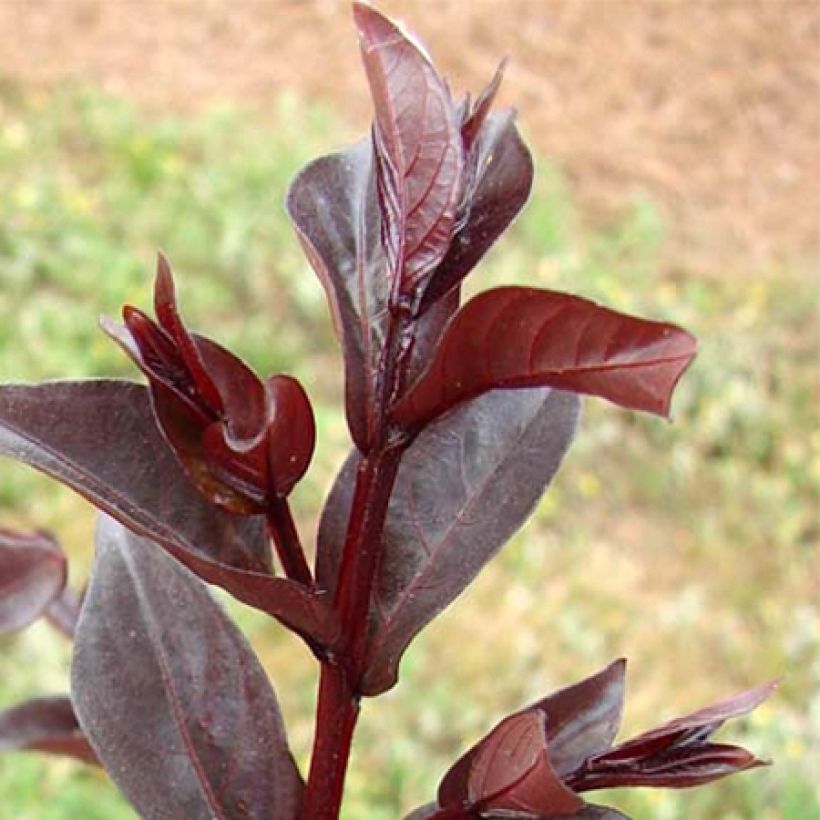 Árbol de Júpiter Midnight Magic - Lagerstroemia indica (Follaje)