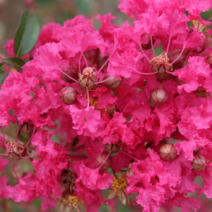 Árbol de Júpiter Mon Panache - Lagerstroemia indica (Floración)