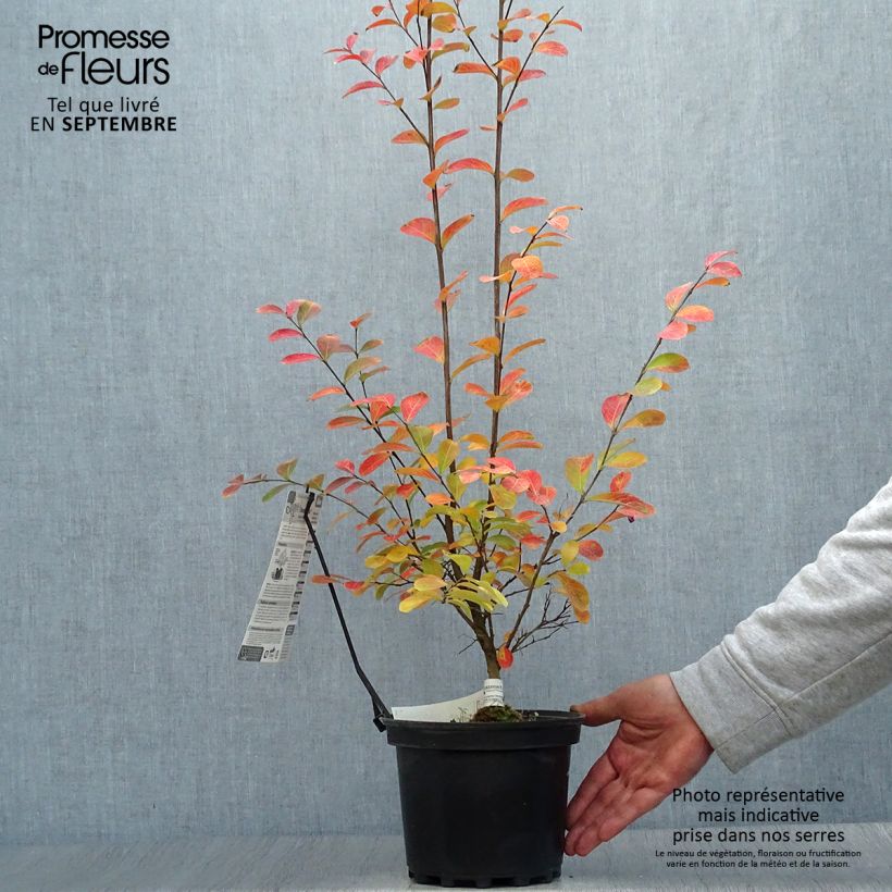 Ejemplar de Lagerstroemia indica Monbazillac - Lilas des Indes Pot de 3L/4L entregado en otoño