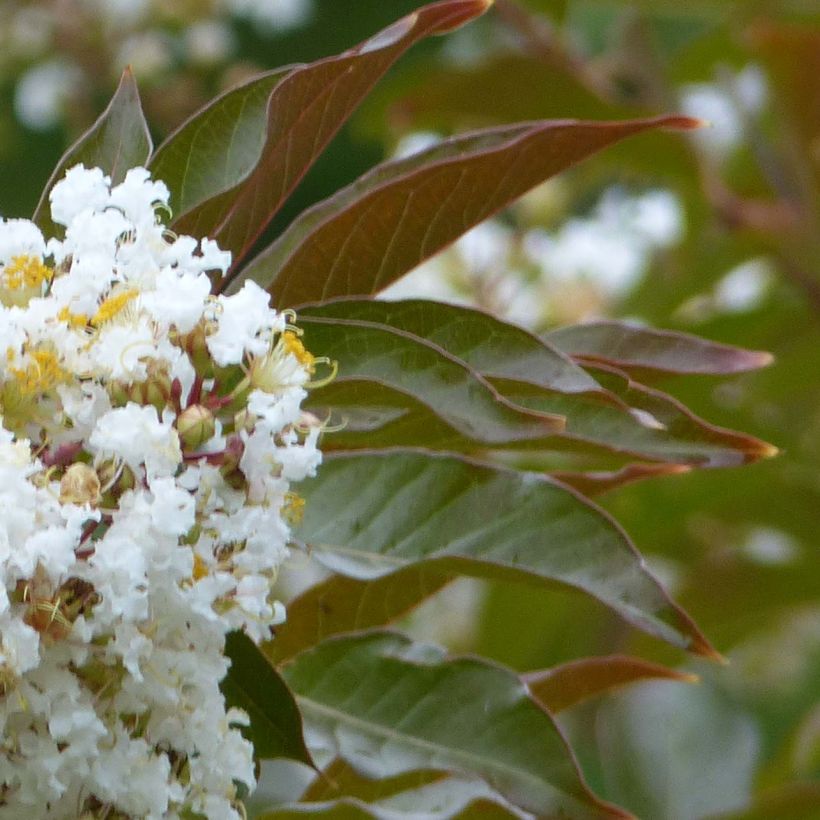 Árbol de Júpiter Nivea - Lagerstroemia indica (Follaje)