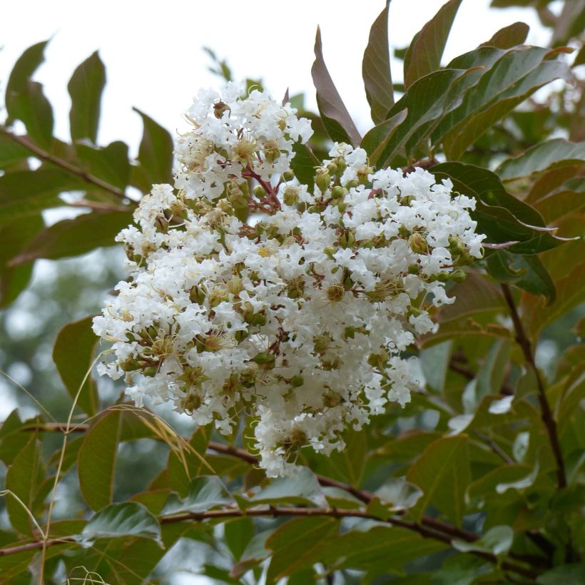 Árbol de Júpiter Nivea - Lagerstroemia indica (Floración)