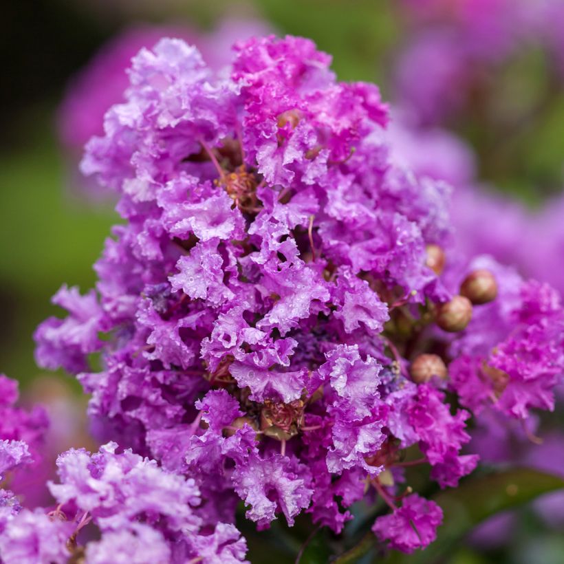 Lilas des Indes - Lagerstroemia indica Purple Magic (Floración)