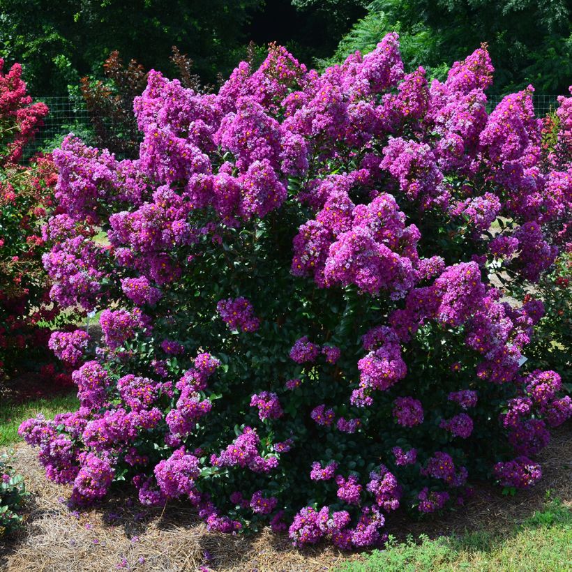 Lilas des Indes - Lagerstroemia indica Purple Magic (Porte)