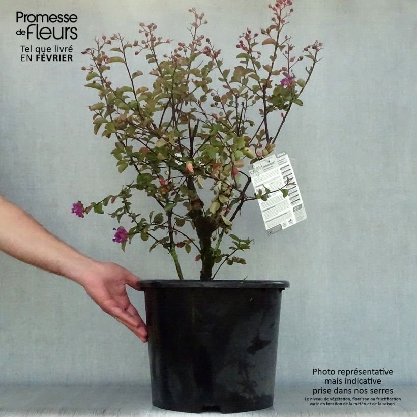 Ejemplar de Lagerstroemia indica Pécharmant - Lilas des Indes Pot de 7.5L/10L entregado en otoño