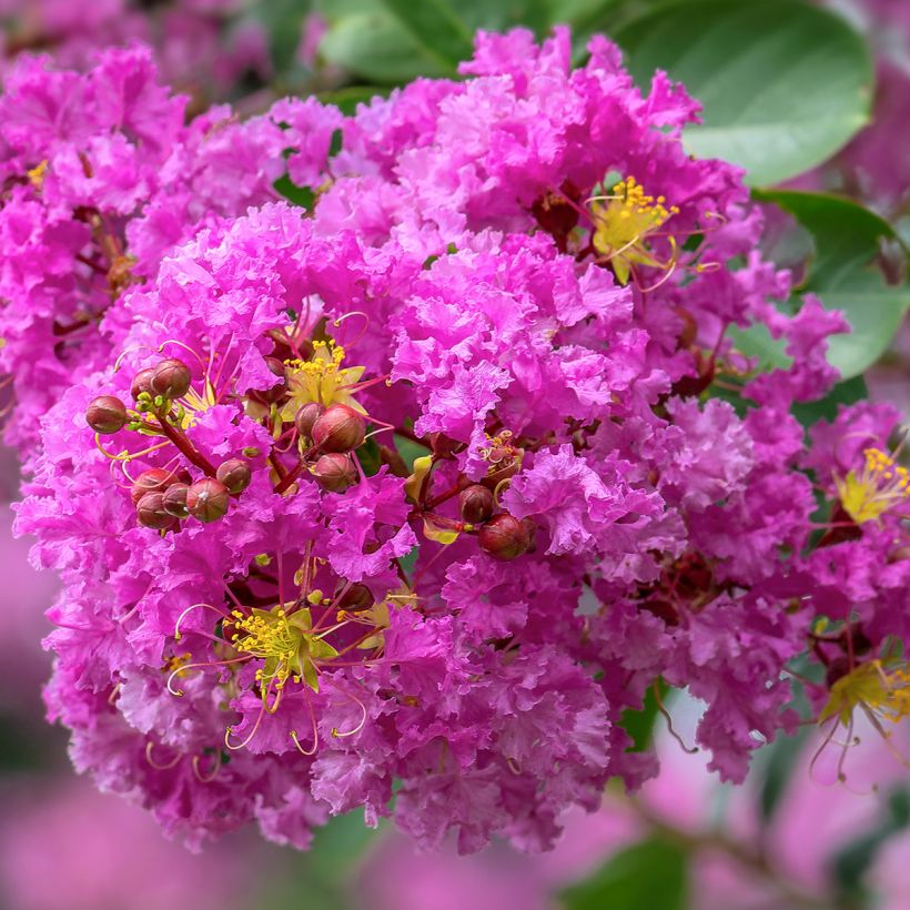 Árbol de Júpiter Pecharmant - Lagerstroemia indica (Floración)