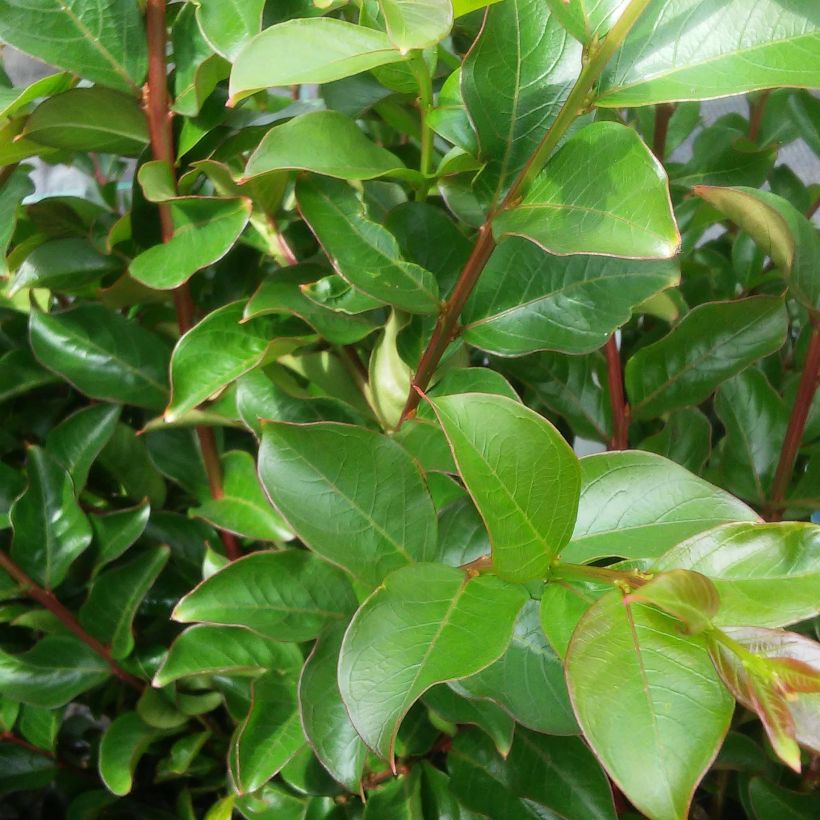 Árbol de Júpiter Périgord Pourpre - Lagerstroemia indica (Follaje)