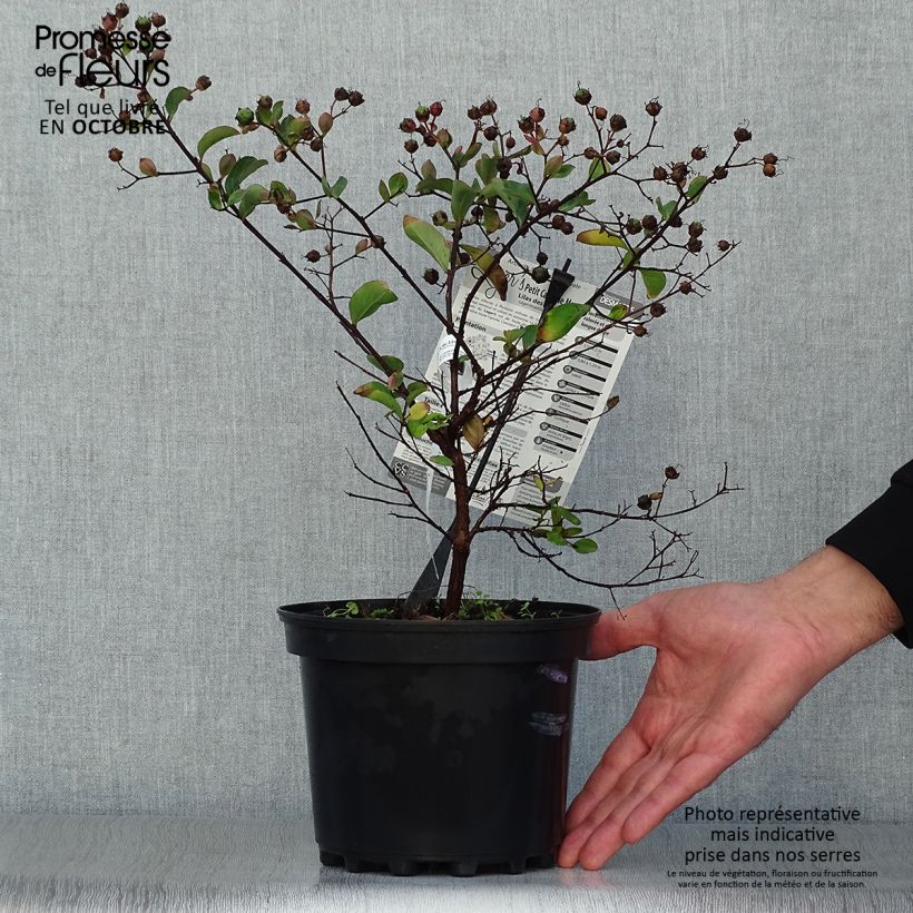 Ejemplar de Lagerstroemia indica Petite Canaille mauve - Lilas des Indes mauve Pot de 3L/4L entregado en otoño