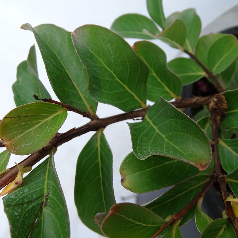 Árbol de Júpiter Pink Grand Sud - Lagerstroemia indica (Follaje)