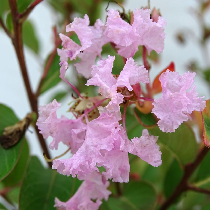 Árbol de Júpiter Pink Grand Sud - Lagerstroemia indica (Floración)