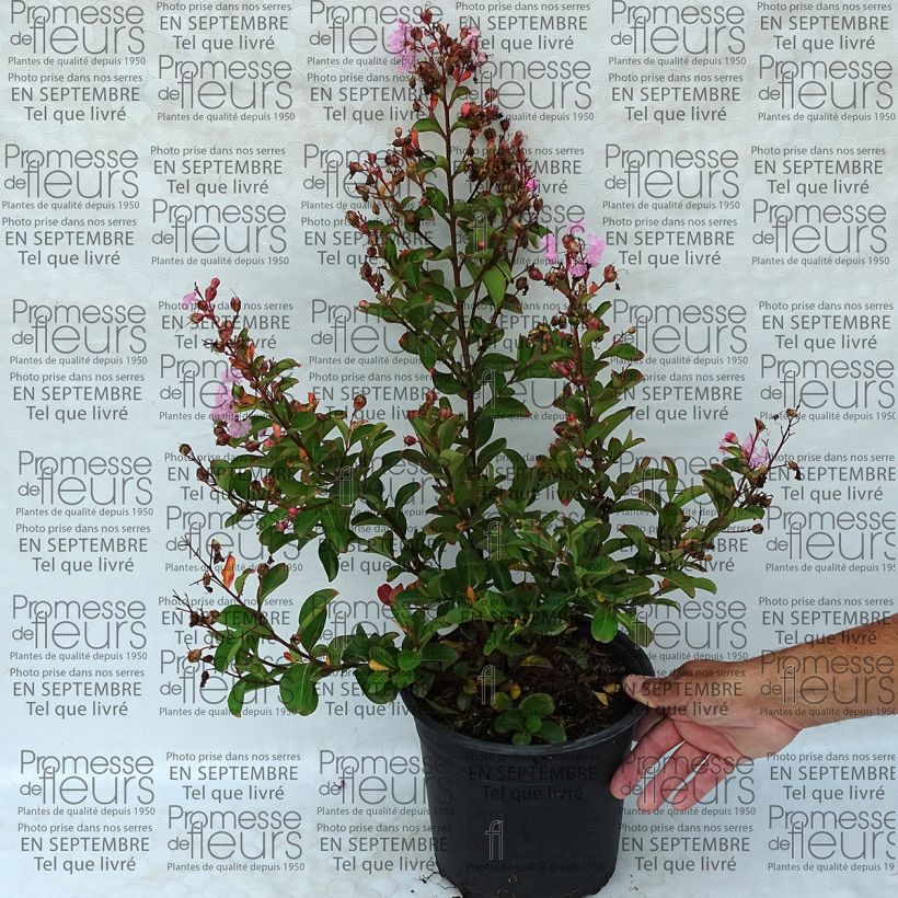 Ejemplo de ejemplar de Lagerstroemia indica Pink Grand Sud - Lilas des Indes Pot de 4L/5L tal y como se entrega