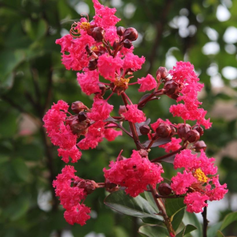 Árbol de Júpiter Pink Velours - Lagerstroemia indica (Floración)