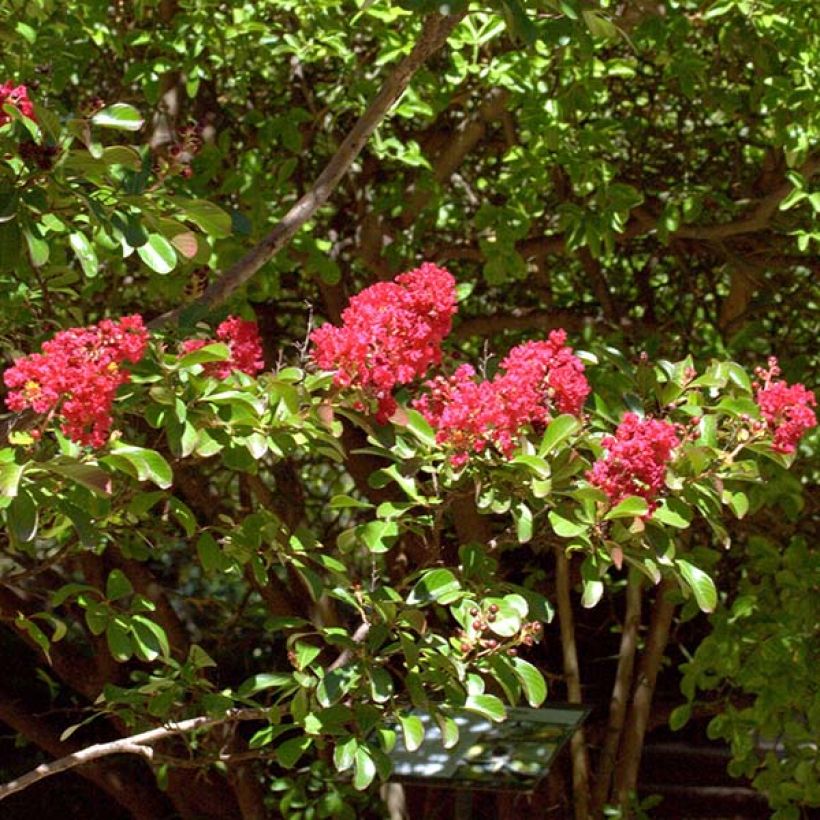 Árbol de Júpiter Red imperator - Lagerstroemia indica (Floración)