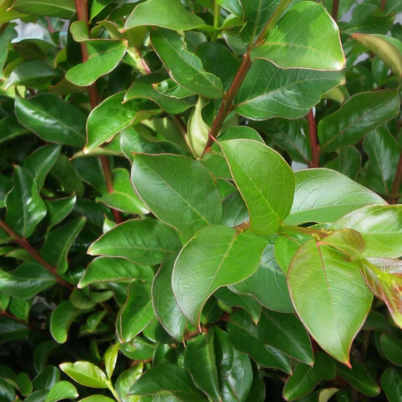 Árbol de Júpiter Rose Fucsia - Lagerstroemia indica (Follaje)