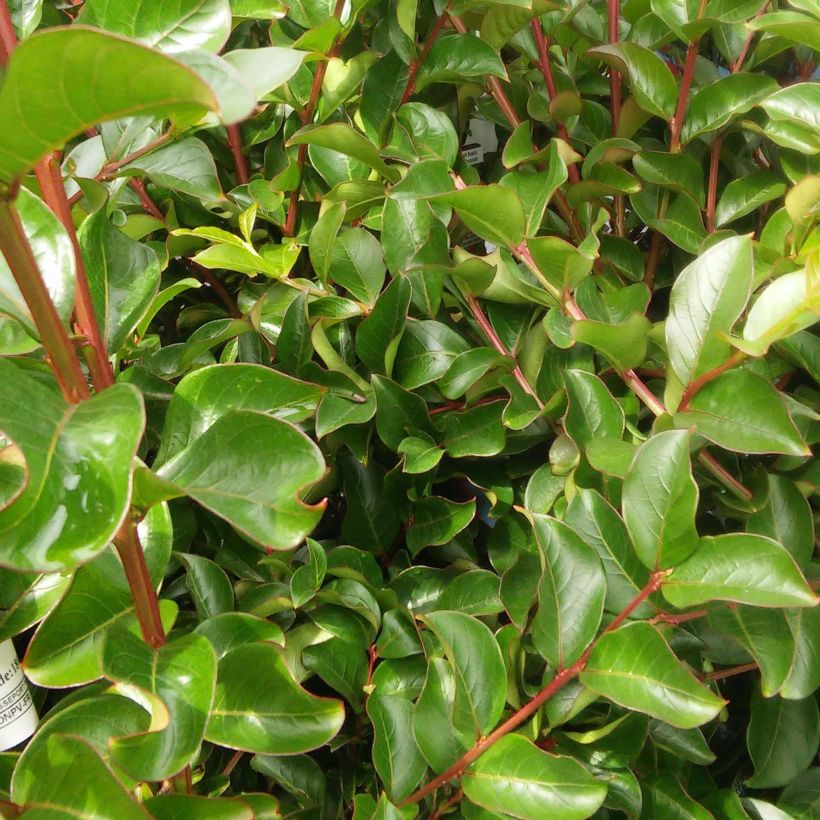 Árbol de Júpiter Rose Indien - Lagerstroemia indica (Follaje)