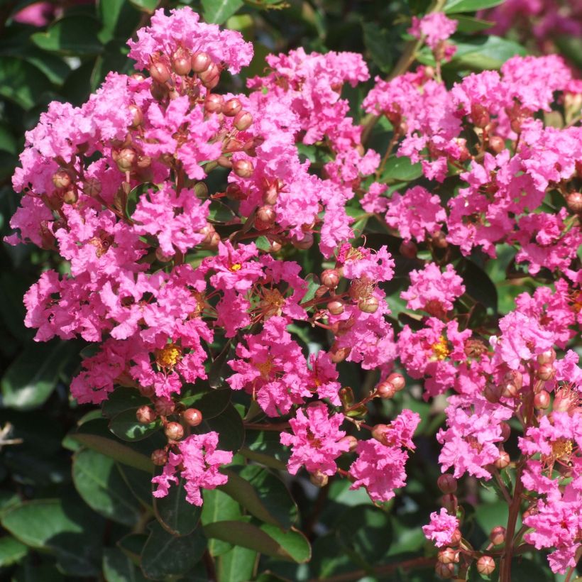 Árbol de Júpiter Rose Indien - Lagerstroemia indica (Floración)