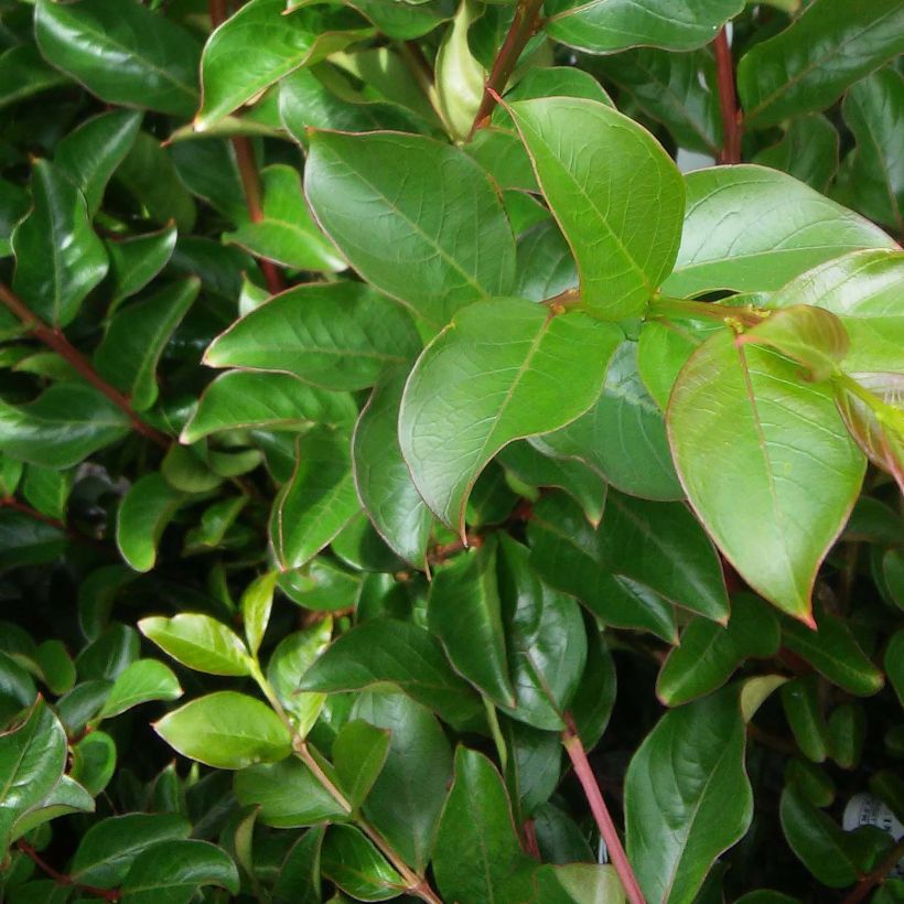 Árbol de Júpiter Rose Thé - Lagerstroemia indica (Follaje)