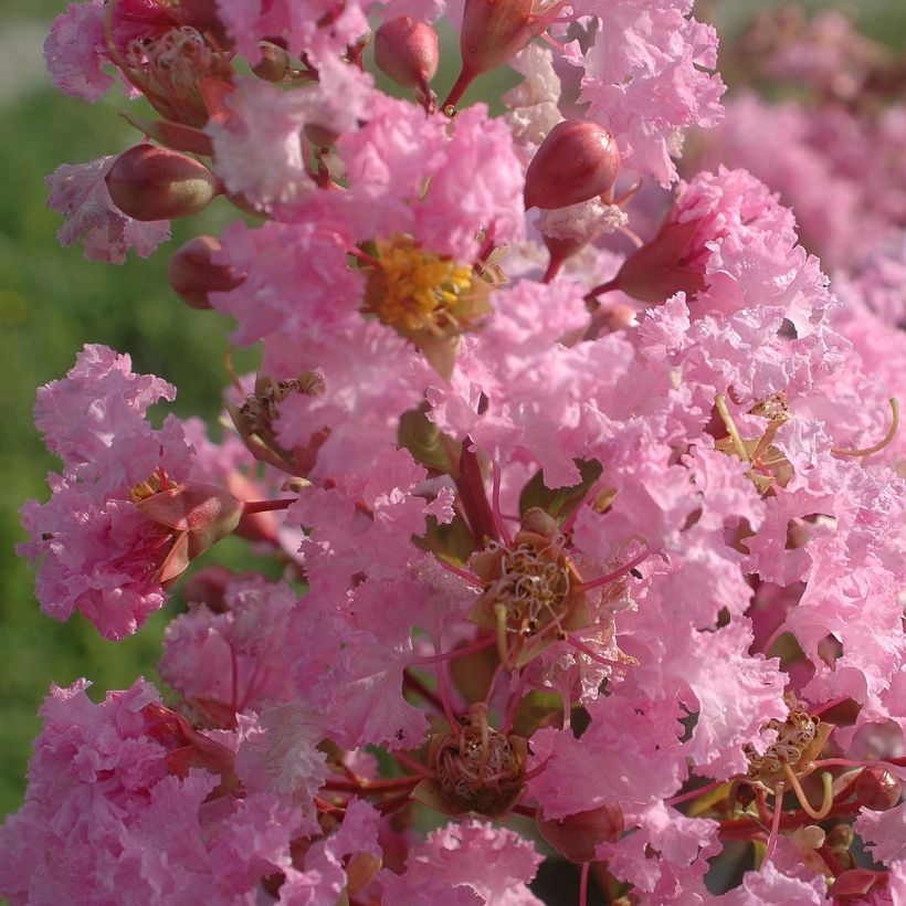 Árbol de Júpiter Rose Thé - Lagerstroemia indica (Floración)