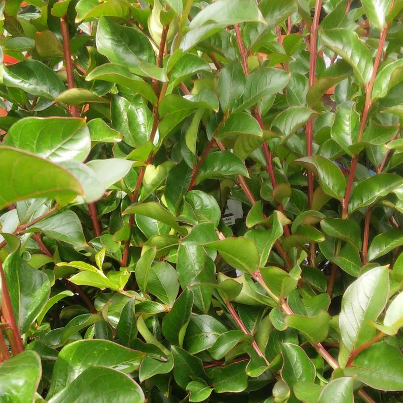 Árbol de Júpiter roja nana - Lagerstroemia indica (Follaje)