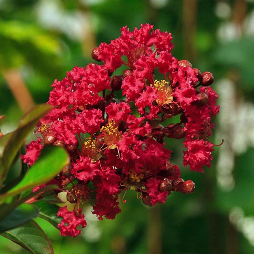 Árbol de Júpiter roja nana - Lagerstroemia indica (Floración)