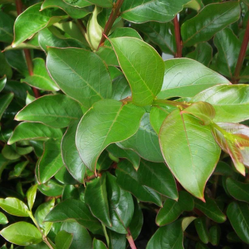 Árbol de Júpiter Soir d'Eté - Lagerstroemia indica (Follaje)