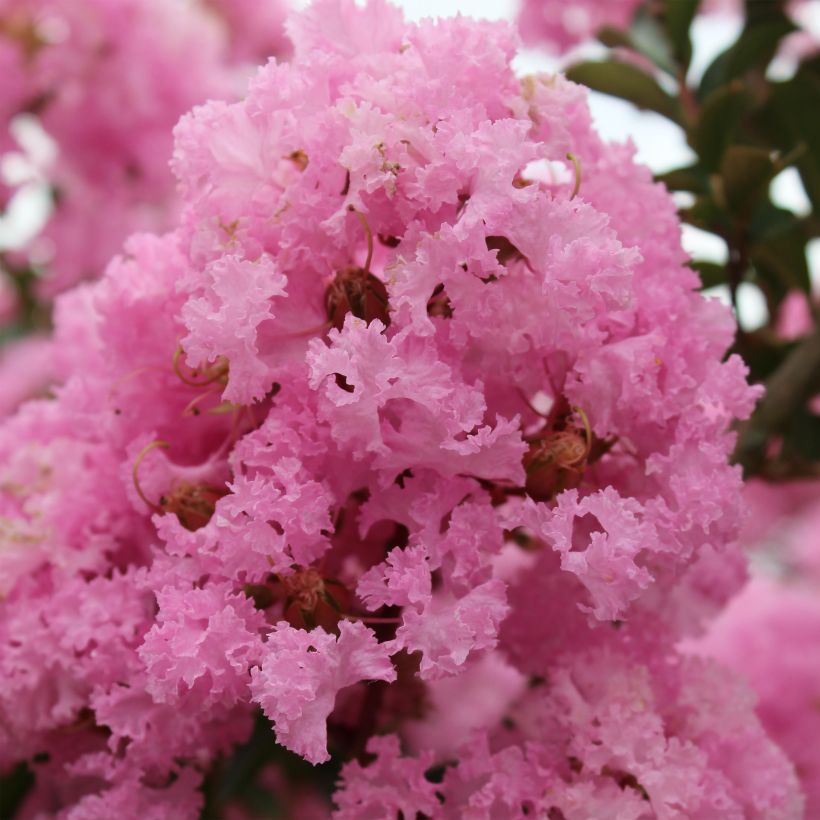 Árbol de Júpiter Soir d'Eté - Lagerstroemia indica (Floración)