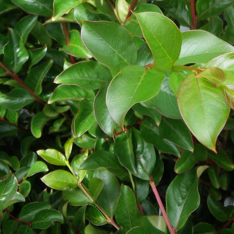 Árbol de Júpiter Souvenir d'André Desmartis - Lagerstroemia indica (Follaje)