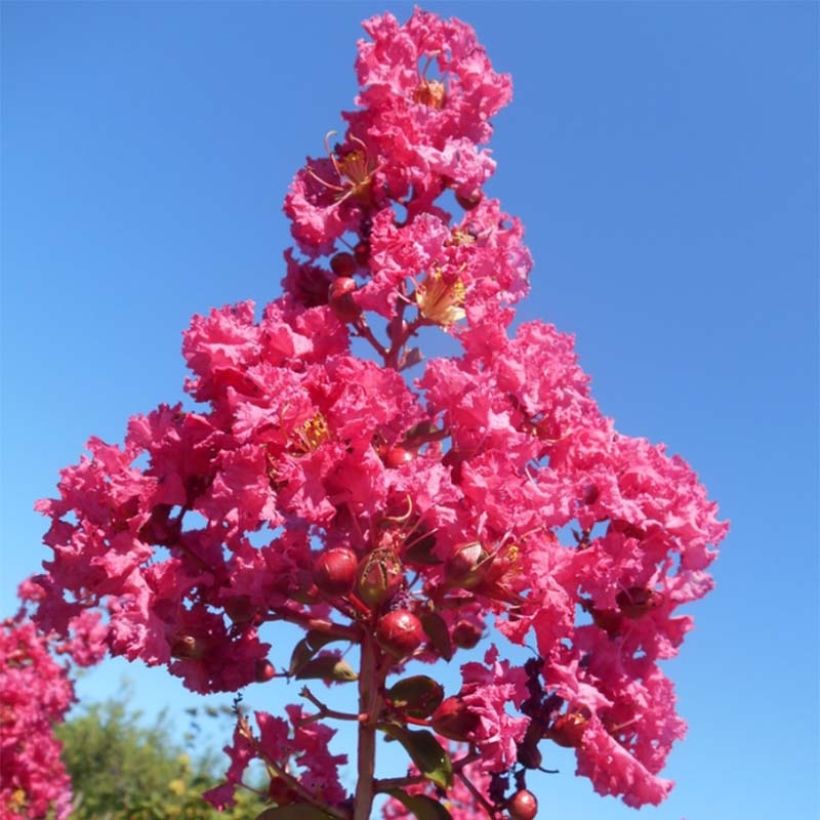 Árbol de Júpiter Souvenir d'André Desmartis - Lagerstroemia indica (Floración)