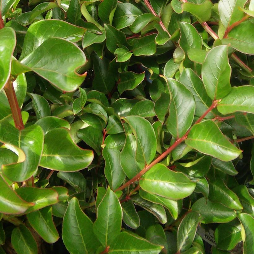 Árbol de Júpiter Souvenir d'Hubert Puard - Lagerstroemia indica (Follaje)