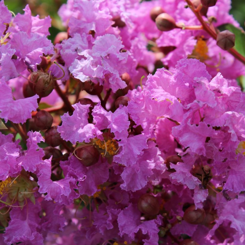 Árbol de Júpiter Souvenir d'Hubert Puard - Lagerstroemia indica (Floración)