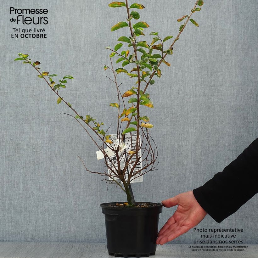 Ejemplar de Lagerstroemia indica Souvenir d'Hubert Puard - Lilas des Indes	 Pot de 3L/4L entregado en otoño