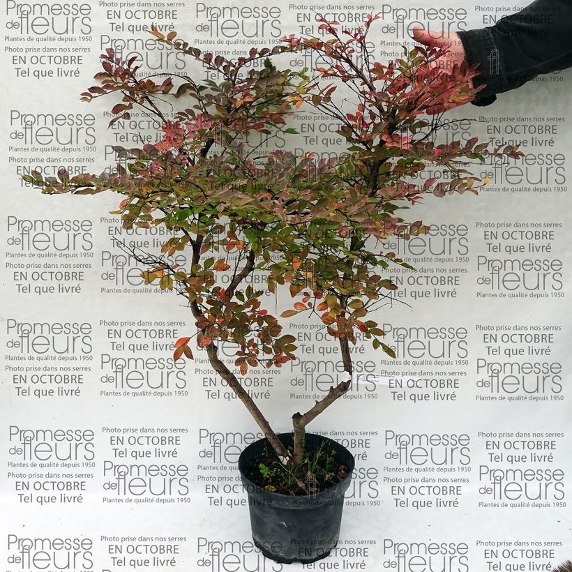 Ejemplo de ejemplar de Lagerstroemia indica Summer Charm Acoma - Lilas des Indes Pot de 3L/4L tal y como se entrega