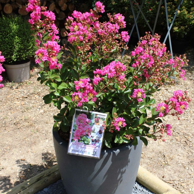 Árbol de Júpiter Terrasse Rose - Lagerstroemia indica (Floración)