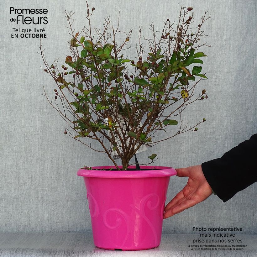 Ejemplar de Lagerstroemia indica Terrasse Rose - Lilas des Indes Pot de 3L/4L entregado en otoño