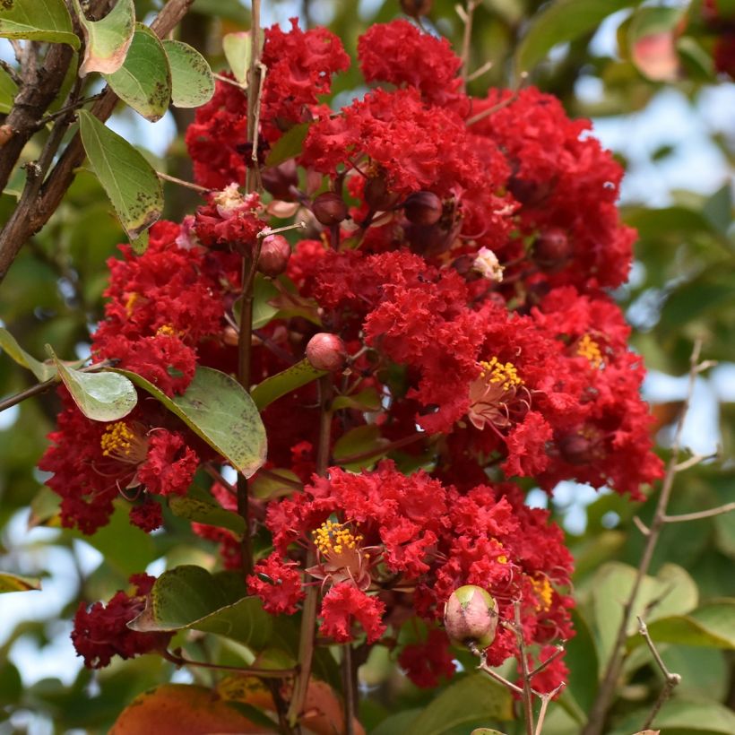 Árbol de Júpiter Victoria - Lagerstroemia indica (Floración)