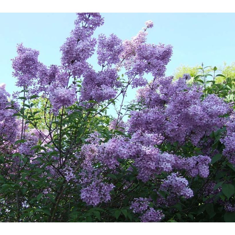 Árbol de Júpiter Violacea - Lagerstroemia indica (Floración)