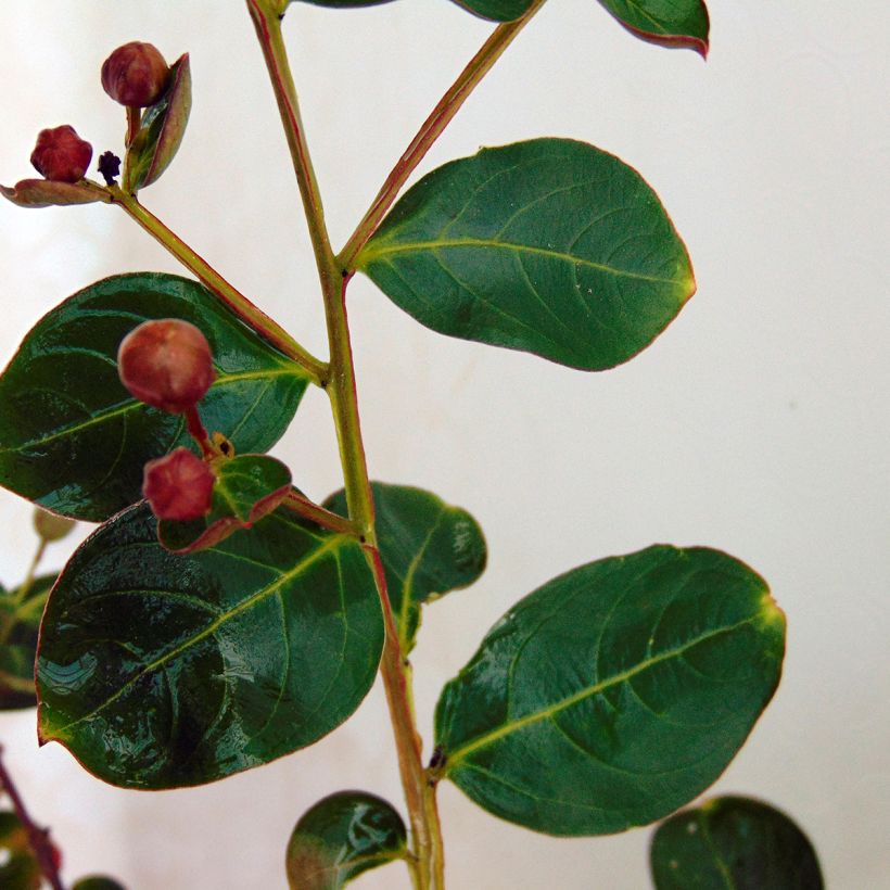 Árbol de Júpiter Violacea - Lagerstroemia indica (Follaje)