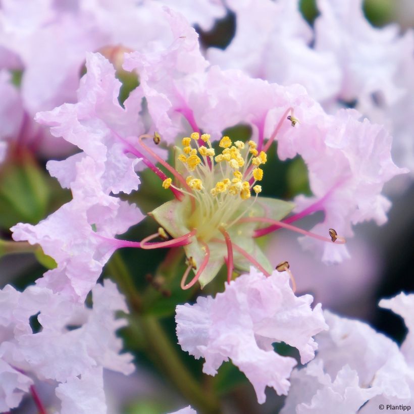 Árbol de Júpiter With Love Babe - Lagerstroemia indica (Floración)