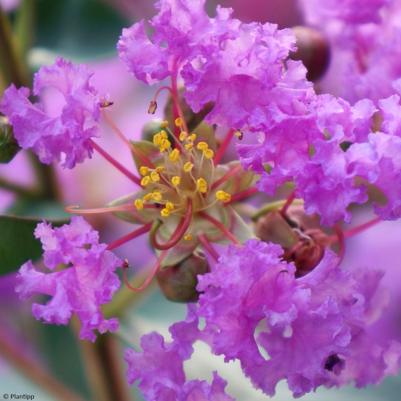 Árbol de Júpiter Eternal With Love - Lagerstroemia indica (Floración)