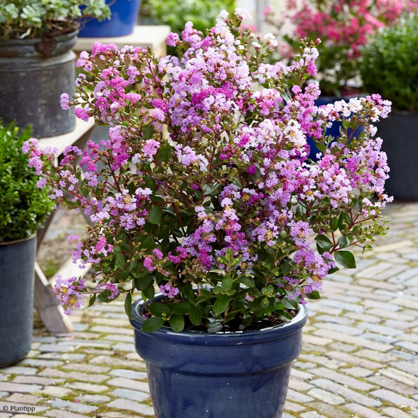 Árbol de Júpiter With Love Eternal - Lagerstroemia indica (Porte)