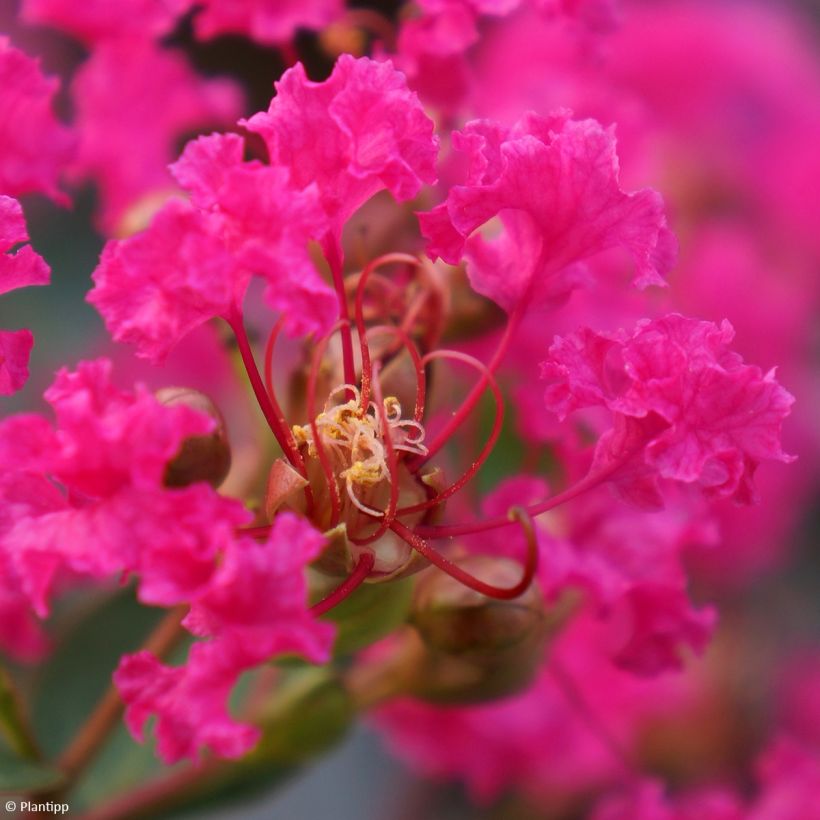 Árbol de Júpiter With Love Kiss - Lagerstroemia indica (Floración)