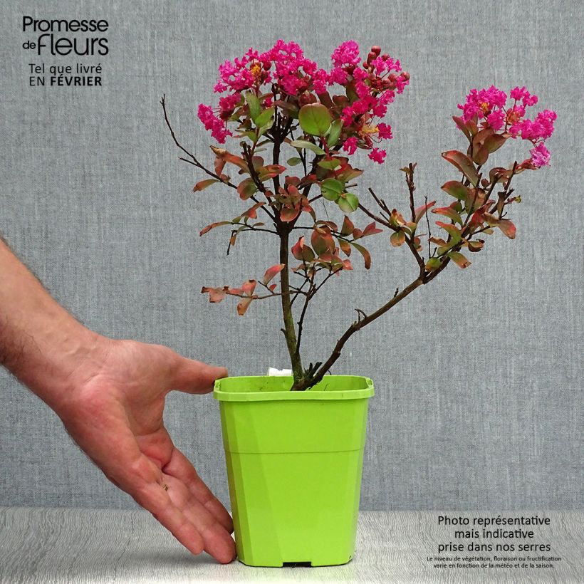 Ejemplar de Lagerstroemia indica With Love Kiss Milarosso - Lilas des Indes en pot de 1/1.5L entregado en otoño