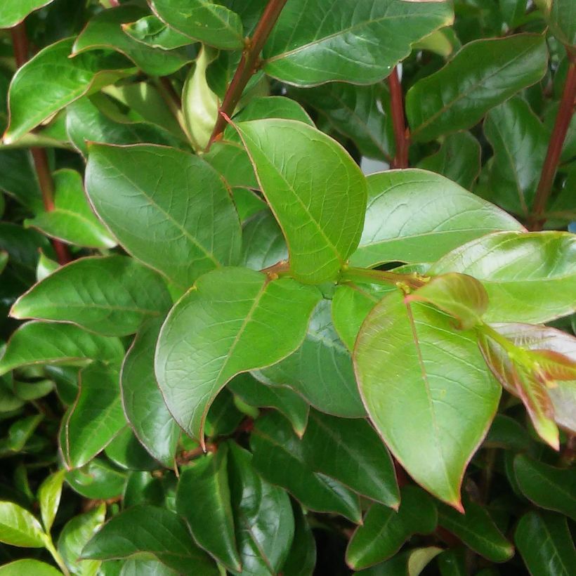 Árbol de Júpiter Yang Tse - Lagerstroemia indica (Follaje)