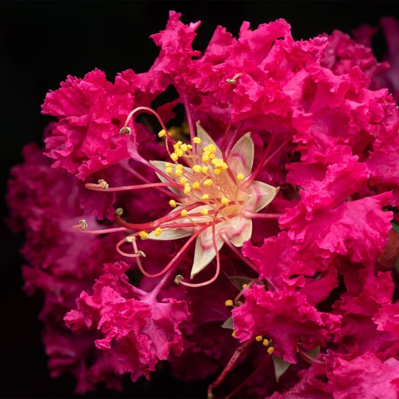 Árbol de Júpiter Rhapsody In Blue - Lagerstroemia indica (Floración)