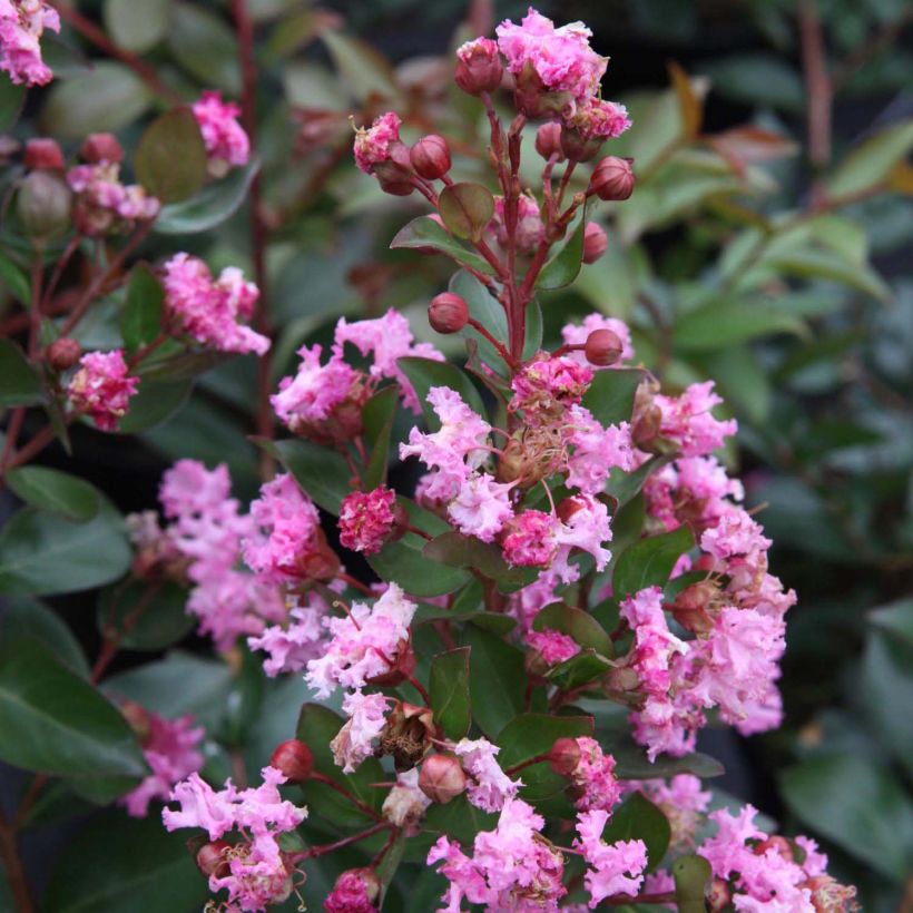 Árbol de Júpiter Mardi Gras - Lagerstroemia indica (Floración)