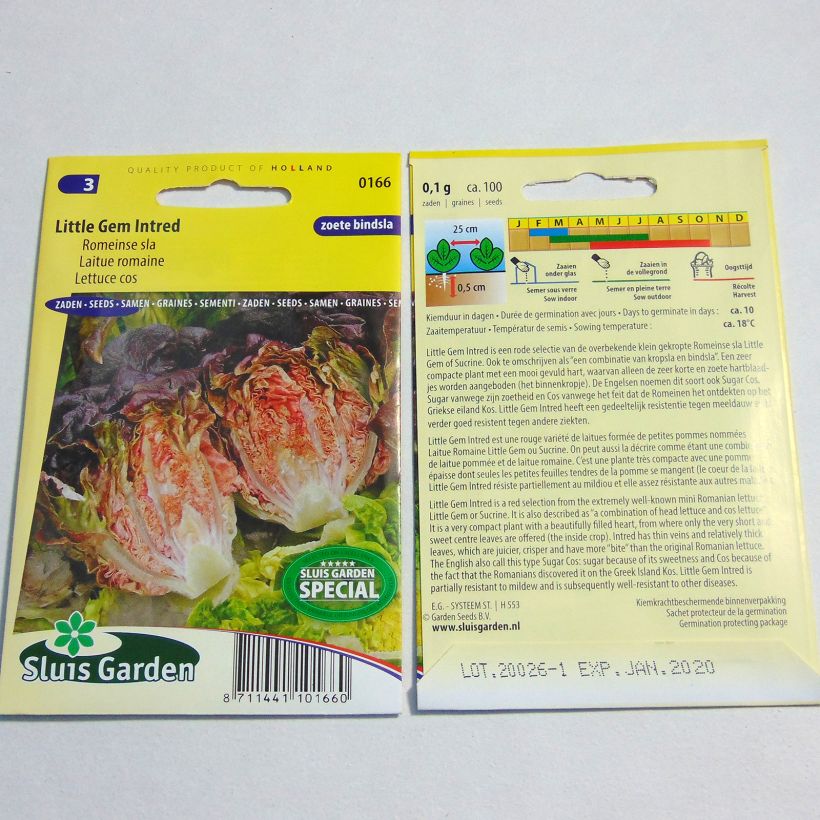 Ejemplo de ejemplar de Laitue Romaine Little Gem Intred - Lactuca sativa Graines tal y como se entrega